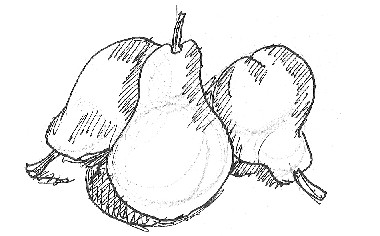 Pear Sketch