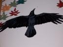 flying-crow-detail.jpg