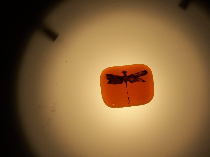 amber dragonfly, backlit