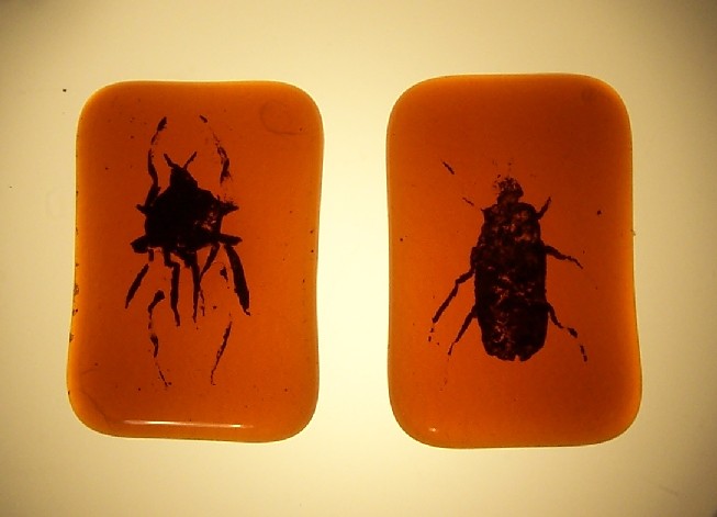 beetles in amber